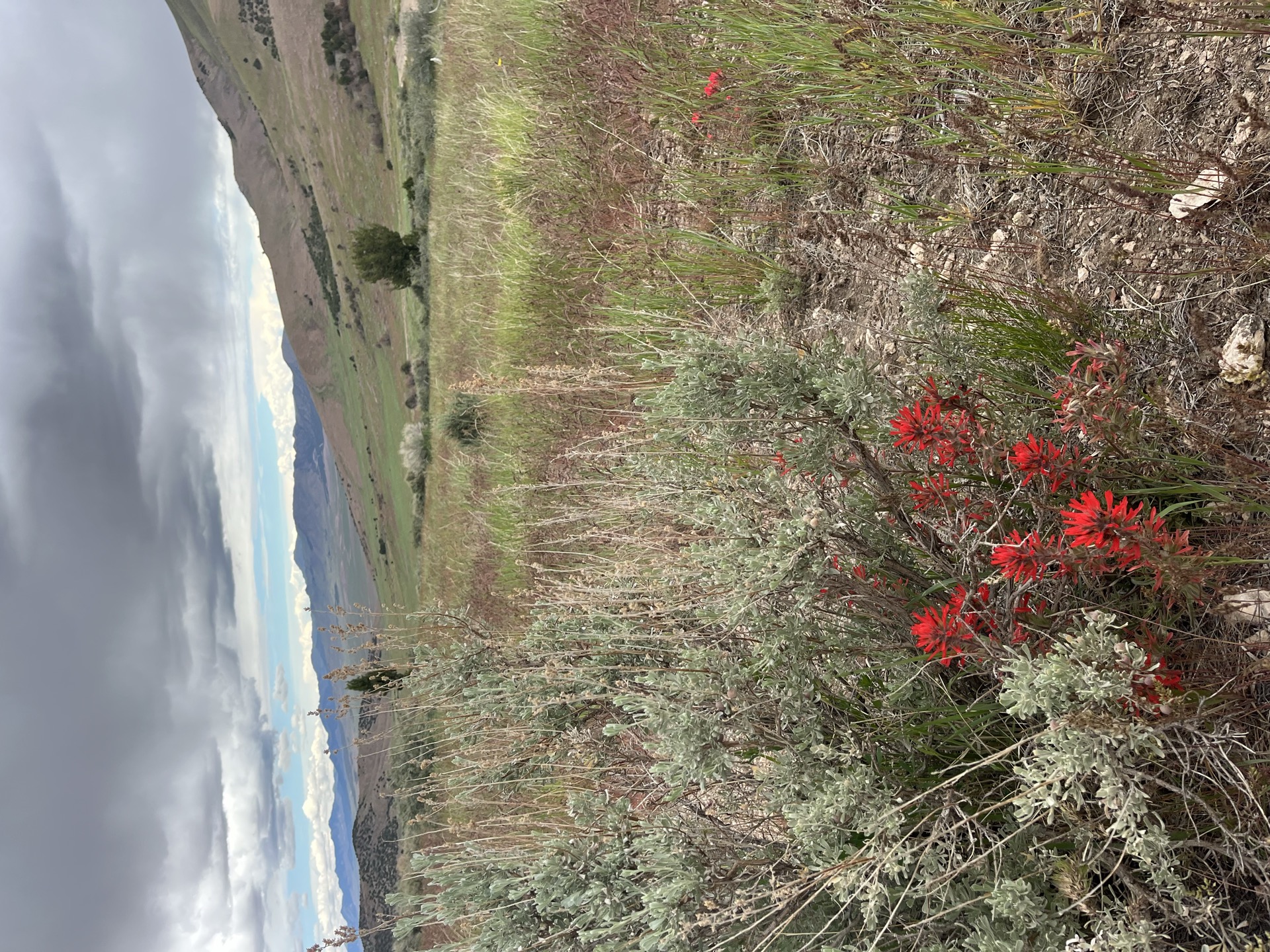 Indian Paintbrush in bloom on Circle 7 Utah rangeland — the land our lamb is raised on