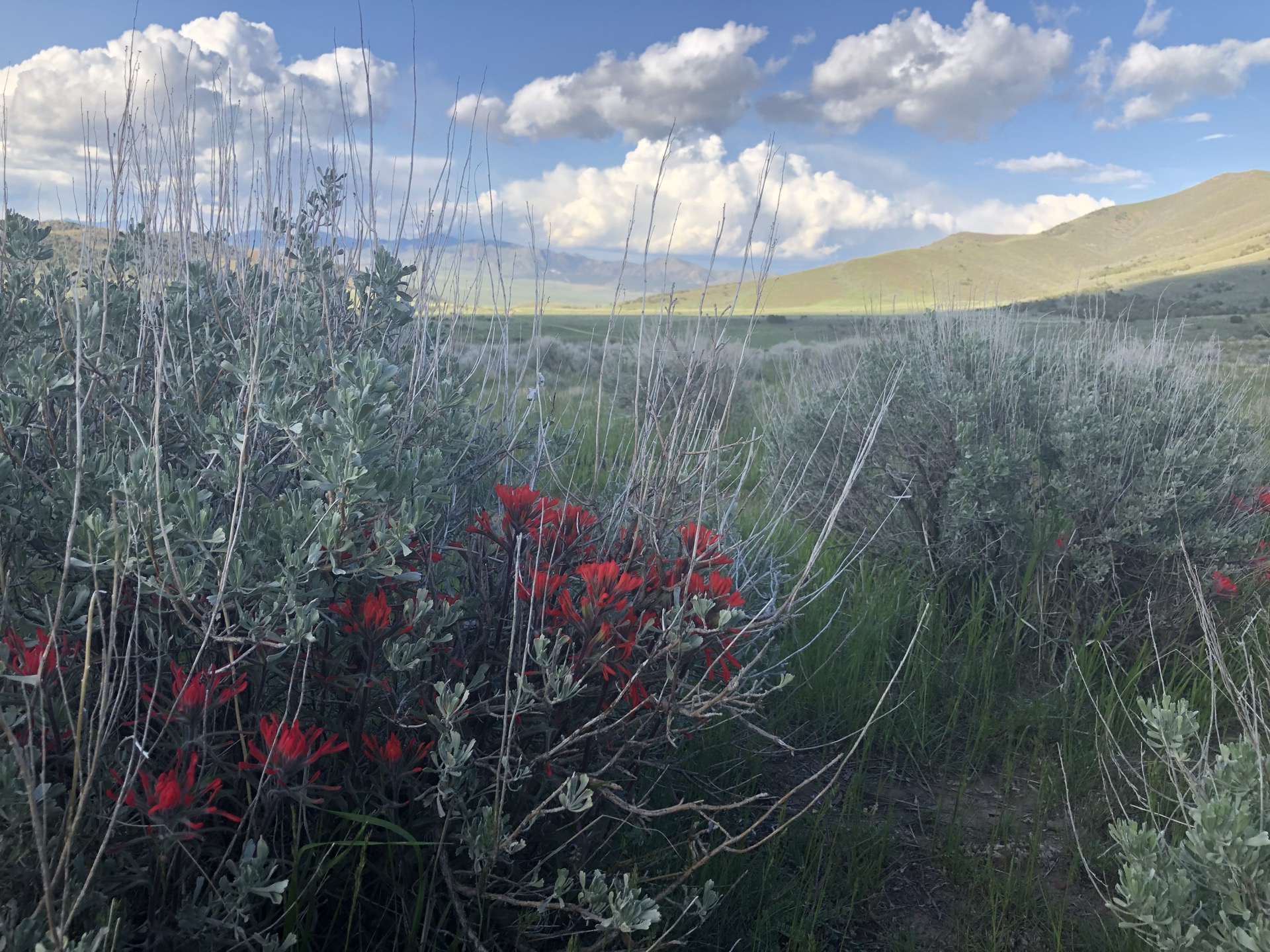 Indian Paintbrush and open rangeland near Jericho, Utah — the land behind Circle 7 Meats